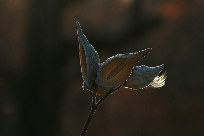 A118