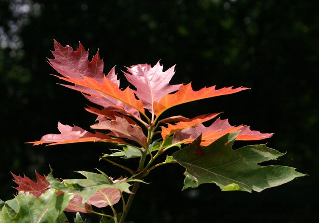 photo 0201