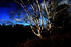 photo 0198