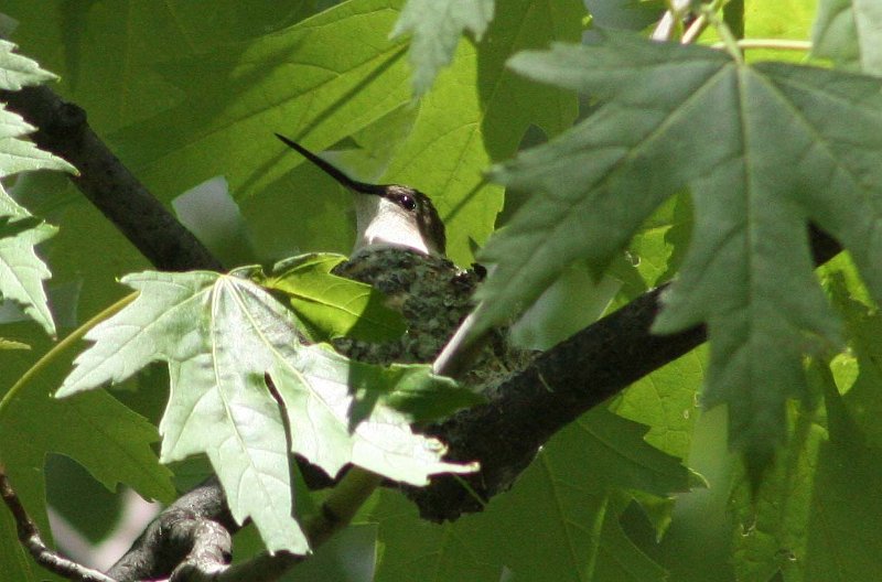 HUMMING BIRD