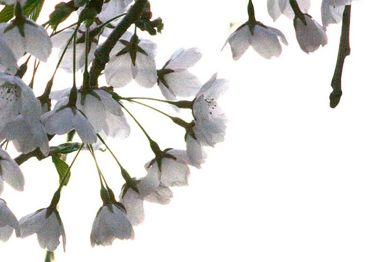 SP015 (8)