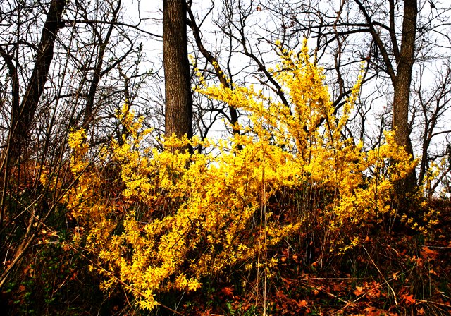 photo 0009