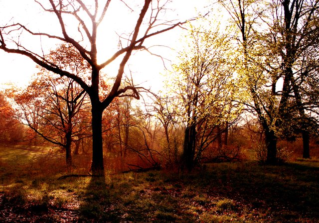 photo 0026