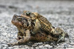 IMG_0349