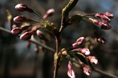 IMG_0474