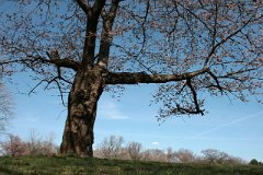 IMG_0475