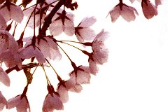 SP015 (9)
