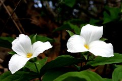 photo 0013