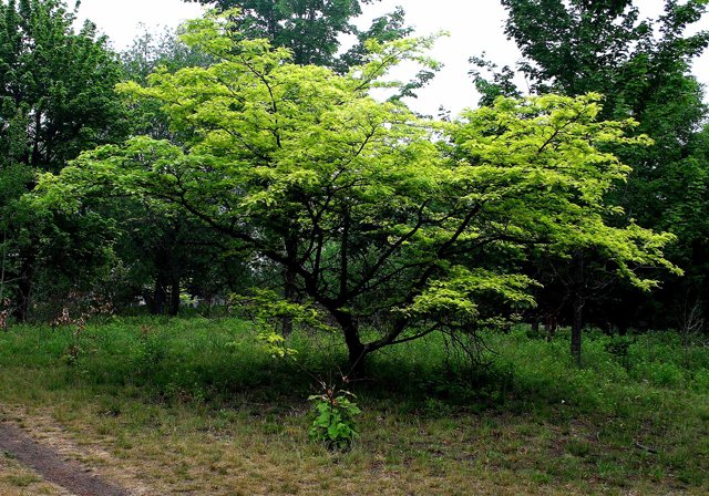 photo 0063