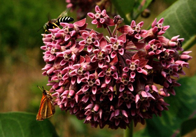photo 0068