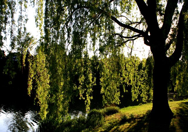 photo 0074