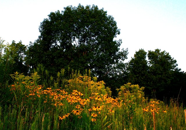 photo 0095