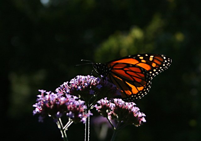photo 0131
