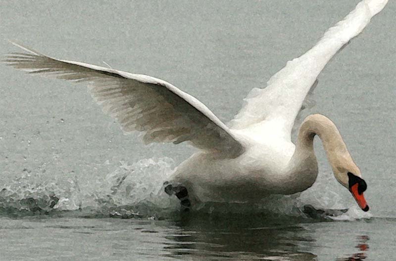 swan1155ss