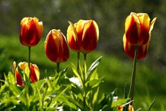 IMG_0371