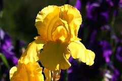 IMG_0377