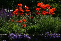 IMG_0381