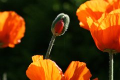 IMG_0387