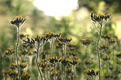 IMG_0389