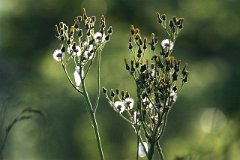 IMG_0390