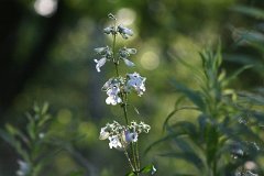 IMG_0391