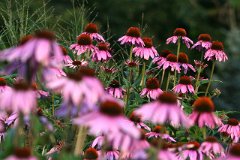 IMG_0409