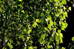 photo 0060