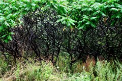 photo 0077