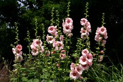 photo 0101