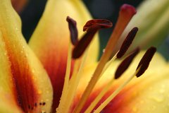 photo 0110