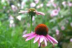photo 0117