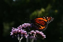 photo 0131