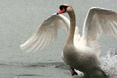 swan1155se