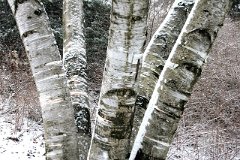 IMG_0454